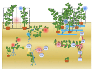 Read more about the article Flora Robotica